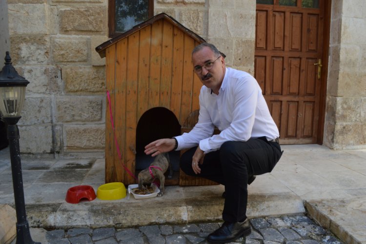 Kaymakam, &ouml;lmek &uuml;zereyken bulunan k&ouml;peği sahiplendi