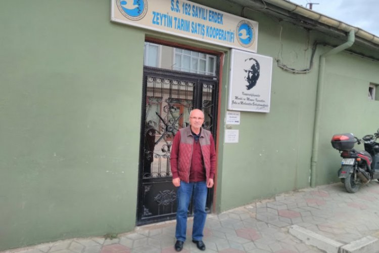 Erdek'te 11 milyon 370 bin kilo zeytin hasadı bekleniyor