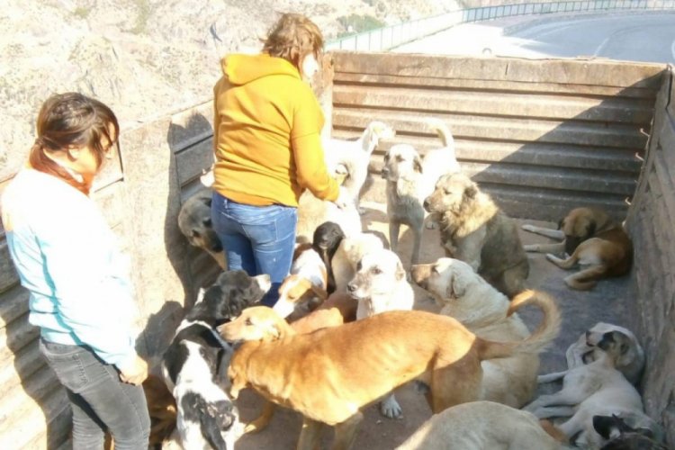 Artvin'de sokak k&ouml;pekleri hayvan severler ile belediyeler arasında krize neden oldu