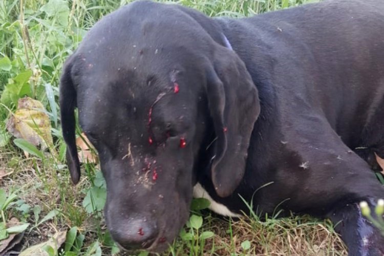 Bah&ccedil;esine giren k&ouml;peği t&uuml;fekle vurdu, r&ouml;ntgen filmi şok etti