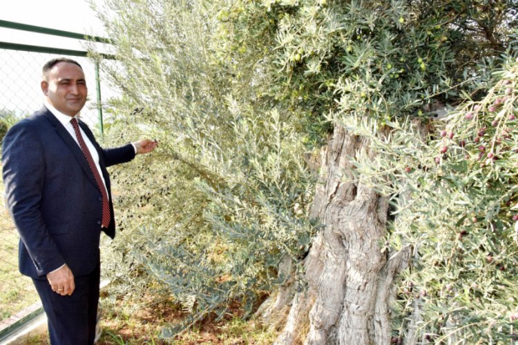 Koruma altındaki 8 asırlık zeytin ağacından hasat
