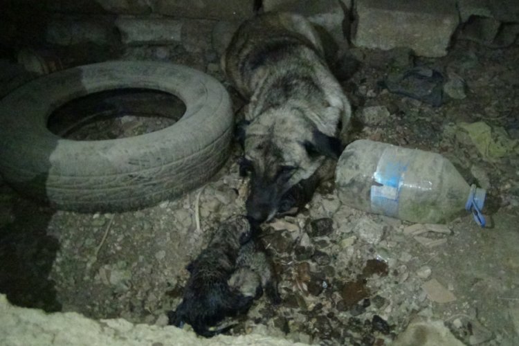 Yavru k&ouml;peği boğulmaktan kurtardılar