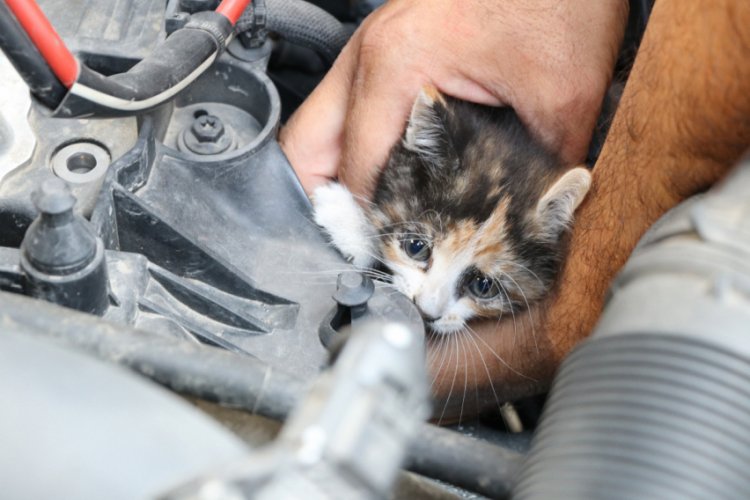 Otomobilde kedi kurtarma operasyonu
