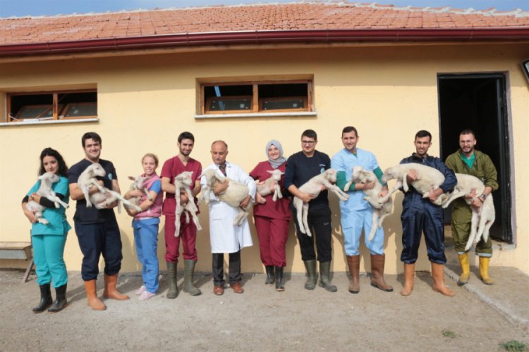 &Uuml;niversiteli kuzulara &ouml;ğrenciler bakıyor