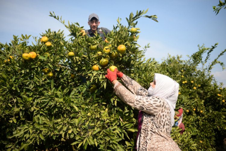 Mandalina &uuml;reticisi dertli