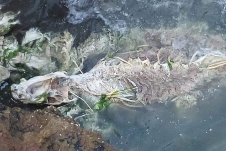Bursa'da ölmüş yunus balıkları kayalıklara vurdu