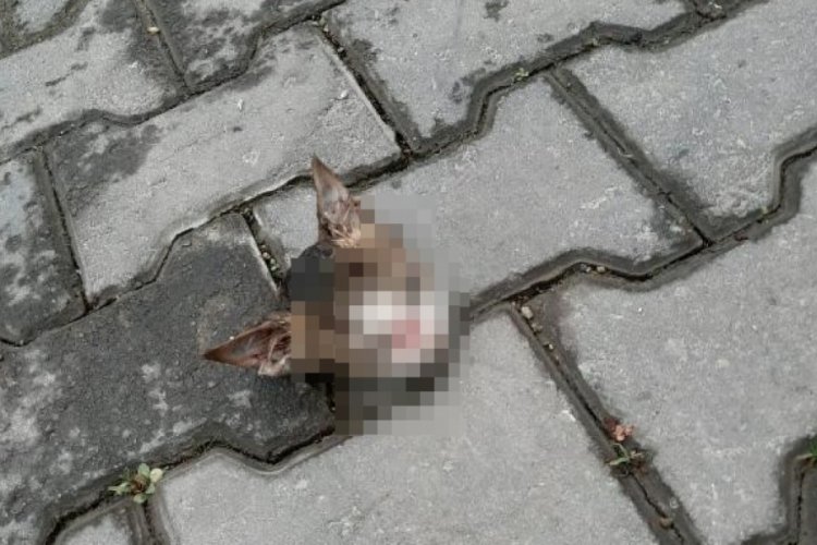 Bursa'da sokağa atılmış kedi başı bulundu