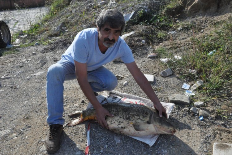 Bartın Irmağı'nda 16 kiloluk sazan yakaladı