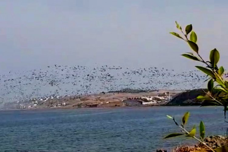 Hatay'da pelikanların g&ouml;&ccedil; yolculuğu