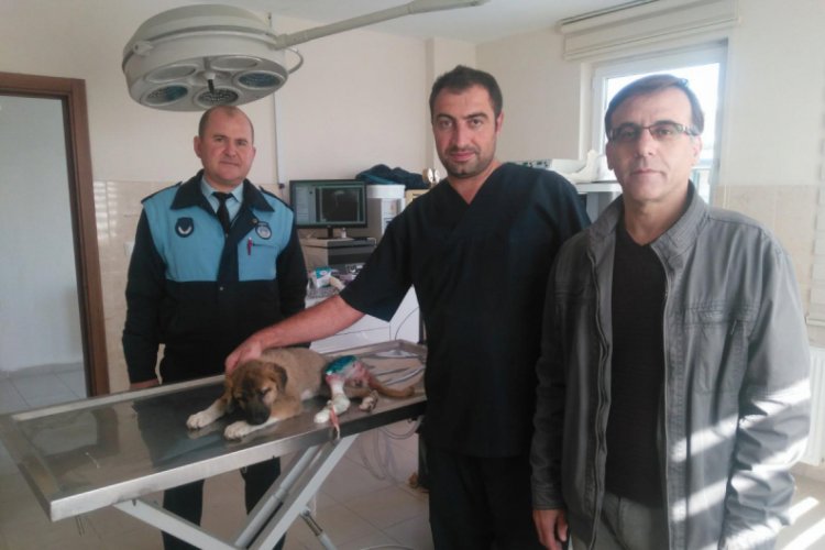 Aracın &ccedil;arparak yaraladığı k&ouml;peğe platin takıldı