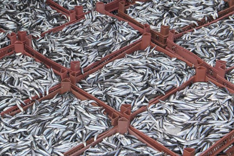 'Karadeniz hamsi kaynıyor'
