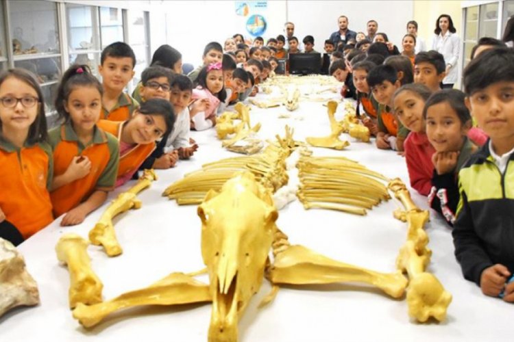 Anadolu tarihini milyon yıllık fosillerle &ouml;ğreniyorlar