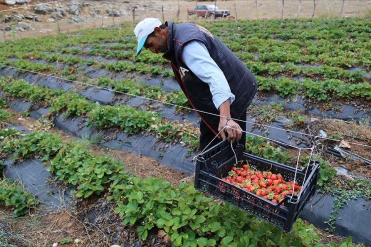 Zedelemeden &ccedil;ilek toplamak i&ccedil;in sistem geliştirdi