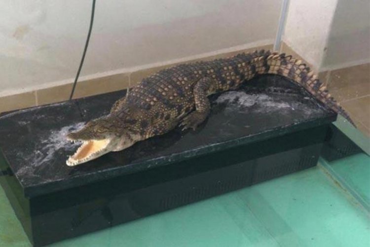 T&uuml;rkiye'de satışı yasak! Polisler fena yakaladı