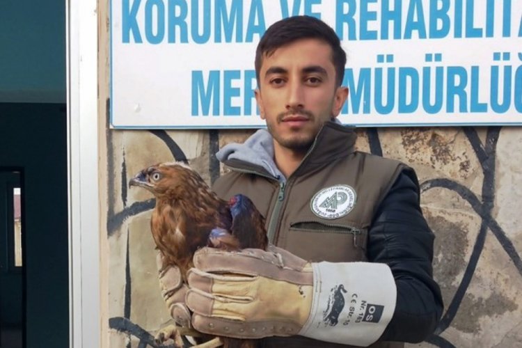 Yaralı Kızıl Şahin tedavi altına alındı