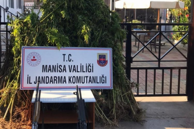 Ormanlık alana kenevir ekenler, fotokapana yakalandı
