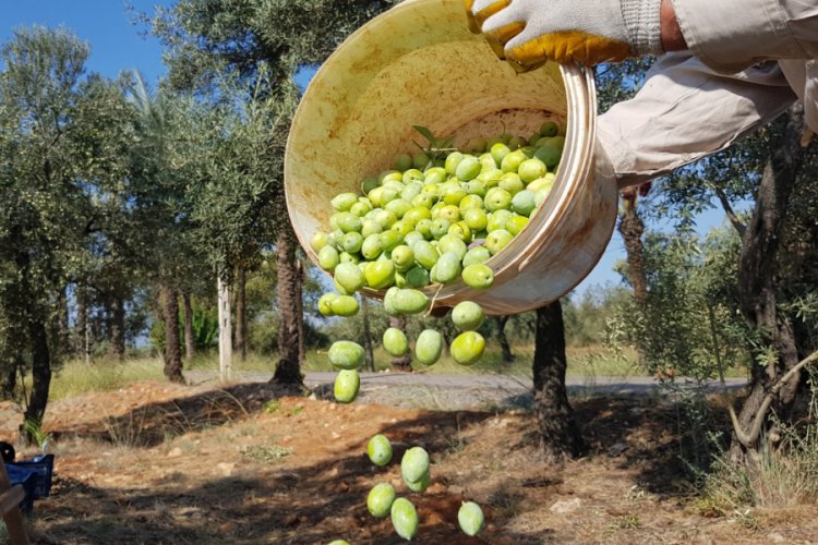 T&uuml;rkiye'nin en b&uuml;y&uuml;k zeytin bah&ccedil;esinde hasat başladı