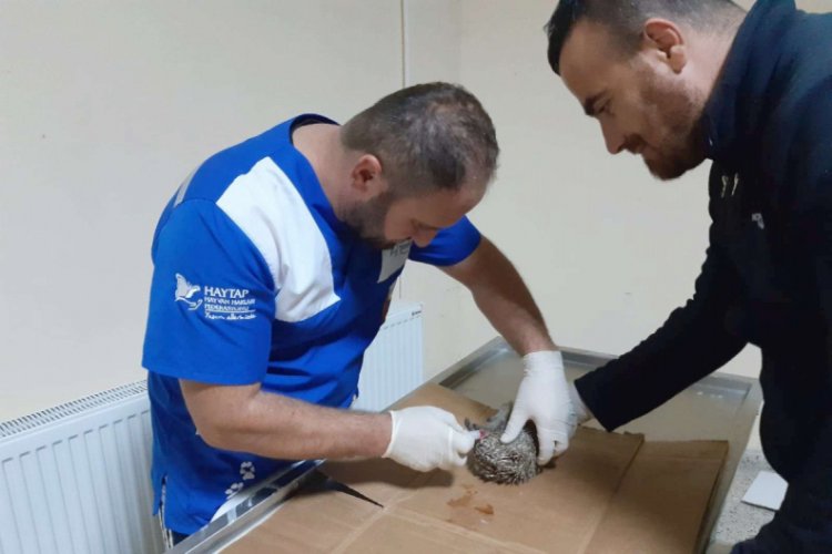 Yaralı bulunan kirpi tedavi altına alındı