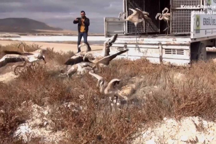 20 yavru flamingoyu satamadan yakalandı