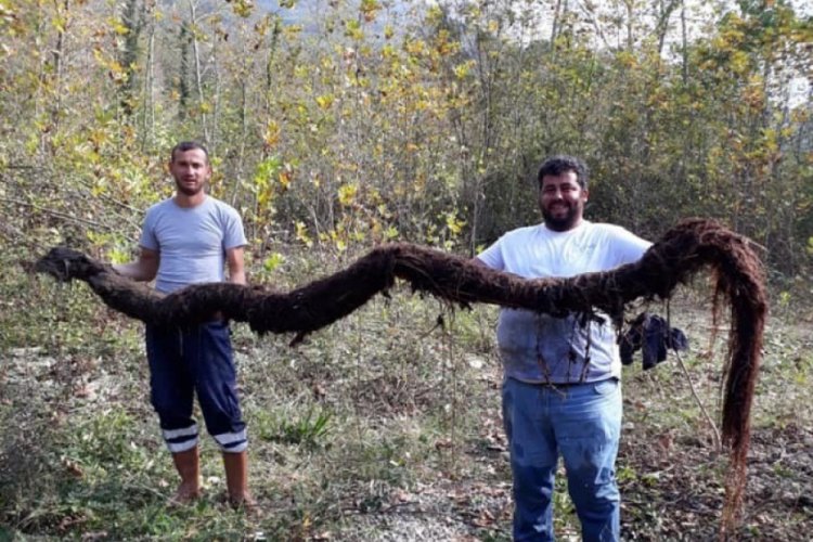 Su şebekesi bakımında 4 metrelik ağa&ccedil; k&ouml;k&uuml; &ccedil;ıktı