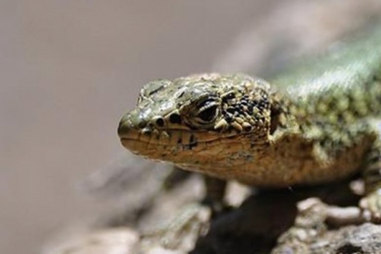Kertenkeleden korkan &ccedil;ocuk balkondan atladı