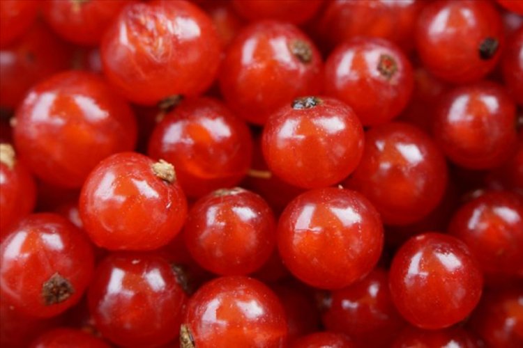Kekreyemiş kan şekeri ile ins&uuml;lini dengeliyor