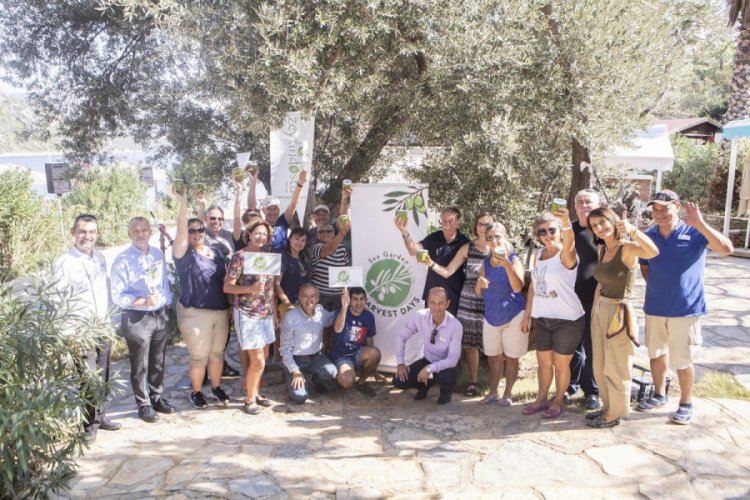 Bodrum'un zeytin hasadı yapıldı