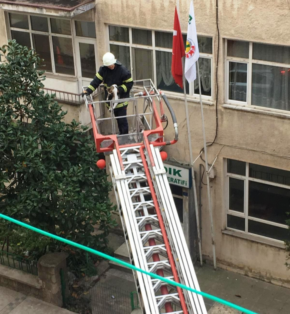 İtfaiye mahsur kalan kediyi kurtardı