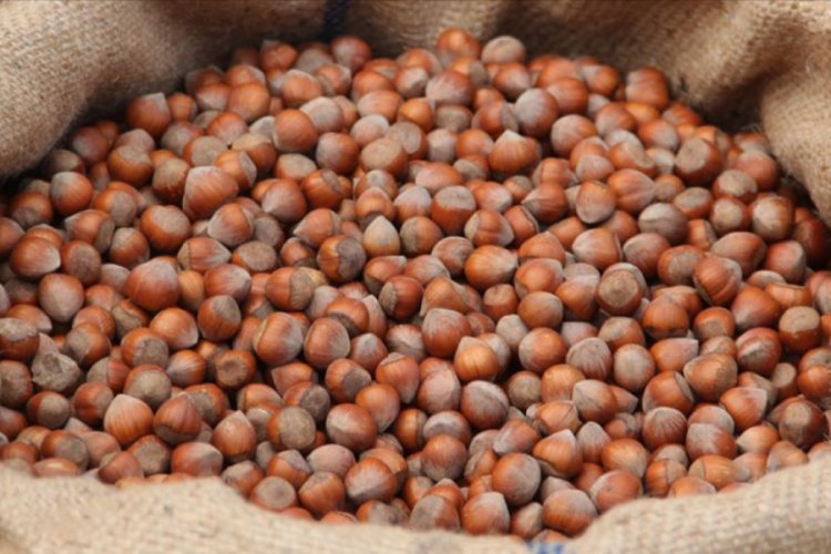 Giresun'da fındık fiyatı 16,50 liraya y&uuml;kseldi