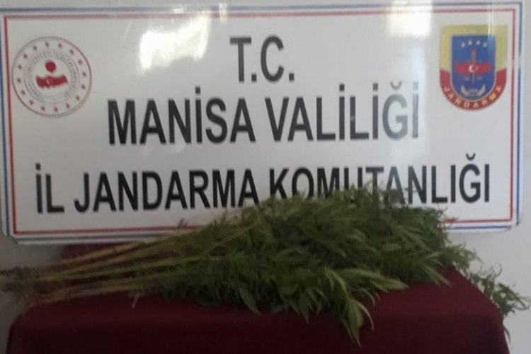 &Ccedil;atıda havalandırma boşluğu a&ccedil;ıp, kenevir yetiştirmiş