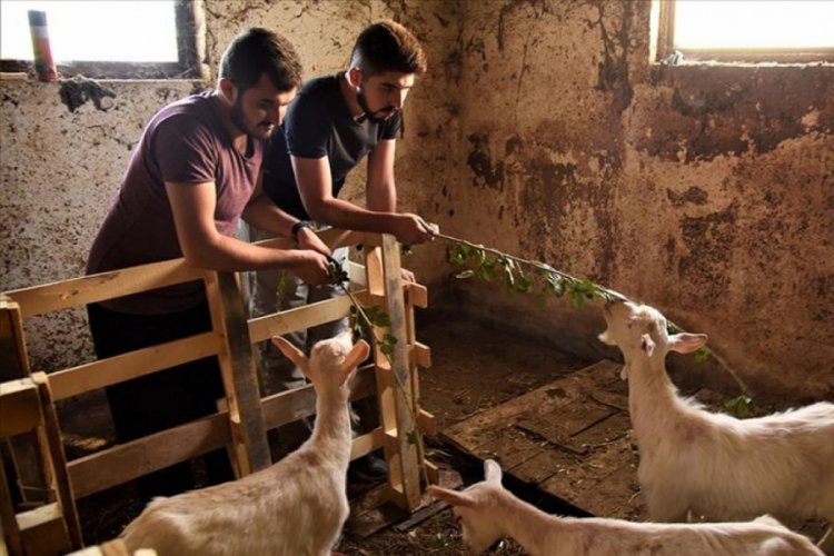 İki &uuml;niversiteli gen&ccedil; har&ccedil;lıklarını biriktirip hayvancılığa başladı