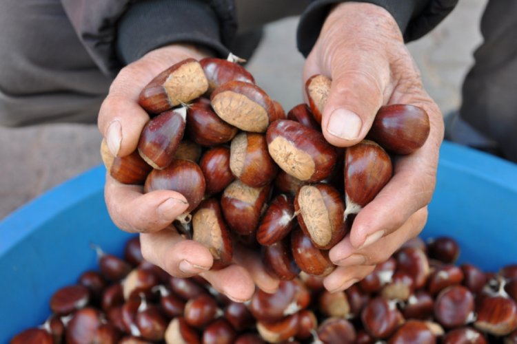 Simav kestanesi tezgahlardaki yerini aldı