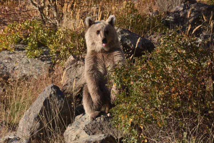 Nemrut'ta elle beslenen yavru ayılar i&ccedil;in harekete ge&ccedil;ildi