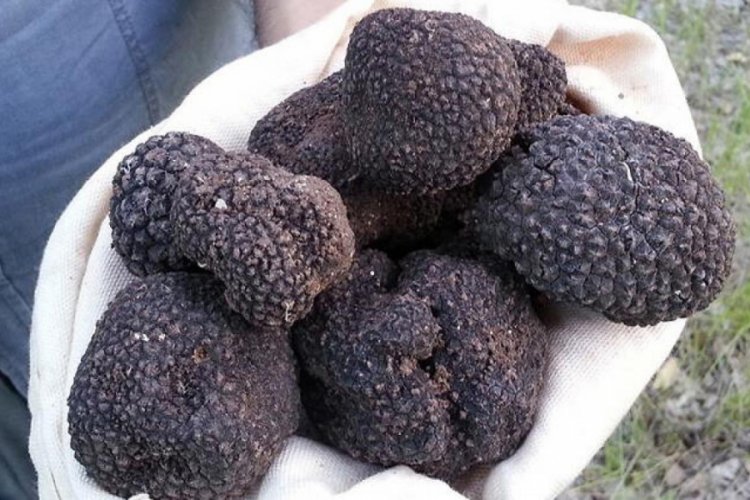 Tr&uuml;f mantarı &uuml;retiminde b&uuml;y&uuml;k hedef