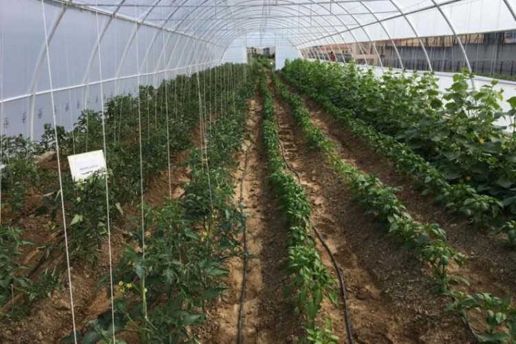Bursa'da mahkumların ektiği &uuml;r&uuml;nler meyvelerini verdi