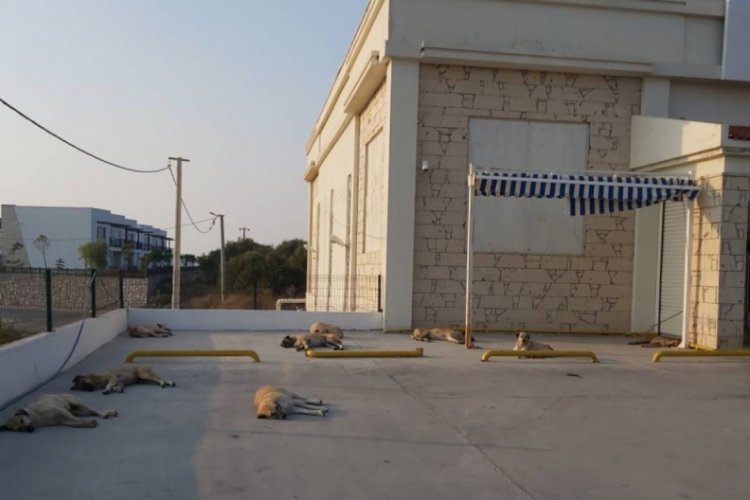 Tatil bitti, sokaklar terk edilmiş hayvanlarla doldu