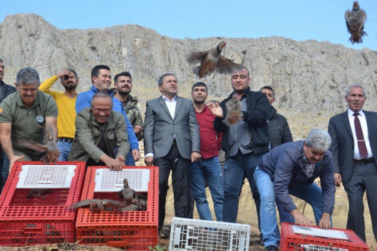 500 kınalı keklik doğayla buluştu