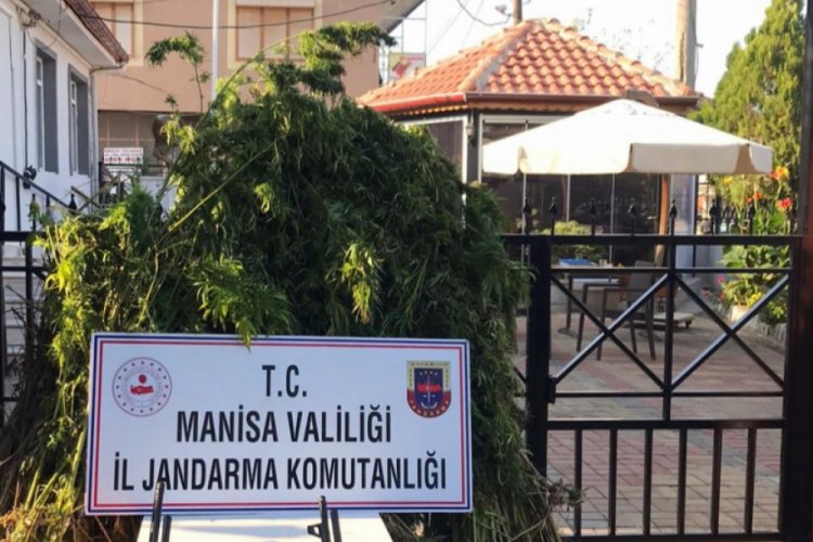 Ormanlık alana kenevir ekenler tutuklandı