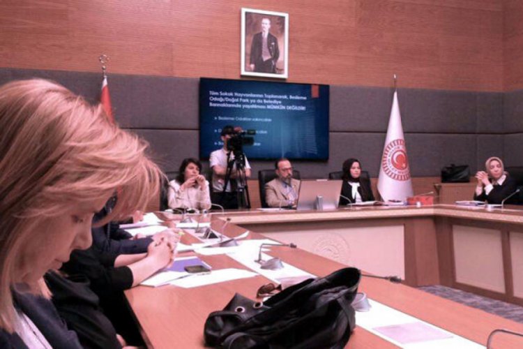 'Yunus parkları' kararı, hayvanseverleri sevindirdi