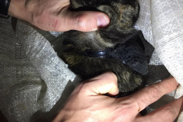 Rusya'da cezaevine uyuşturucu taşıyan kurye kedi g&ouml;zaltına alındı