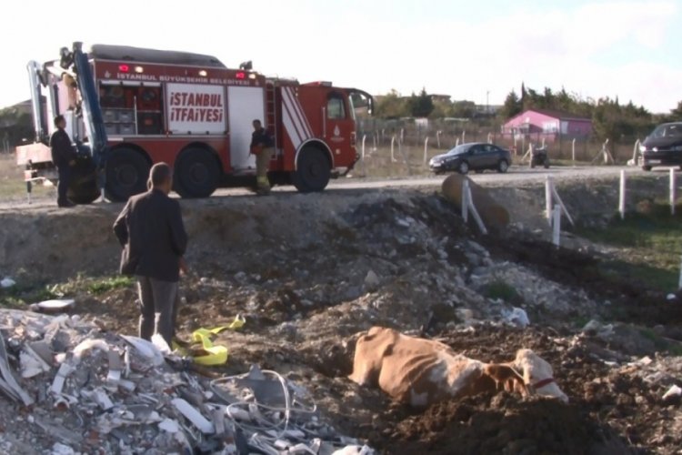 Bataklığa saplanan inek kurtarıldı