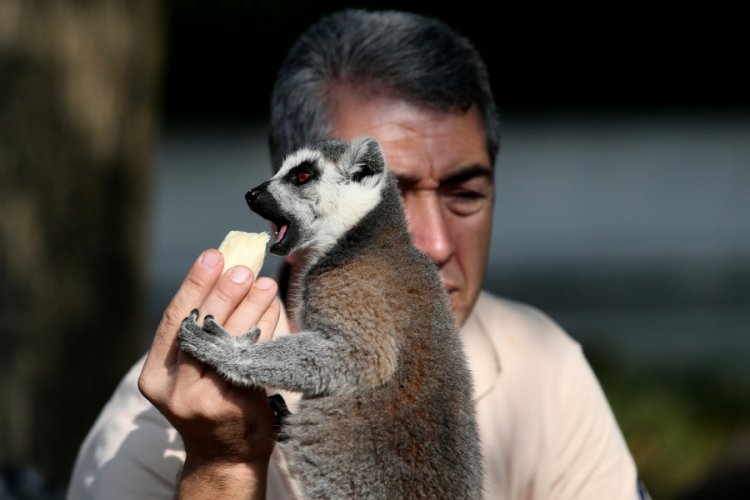 D&uuml;nya Lemurlar G&uuml;n&uuml;'nde Bursa'da lemurlara ziyafet &ccedil;ektiler