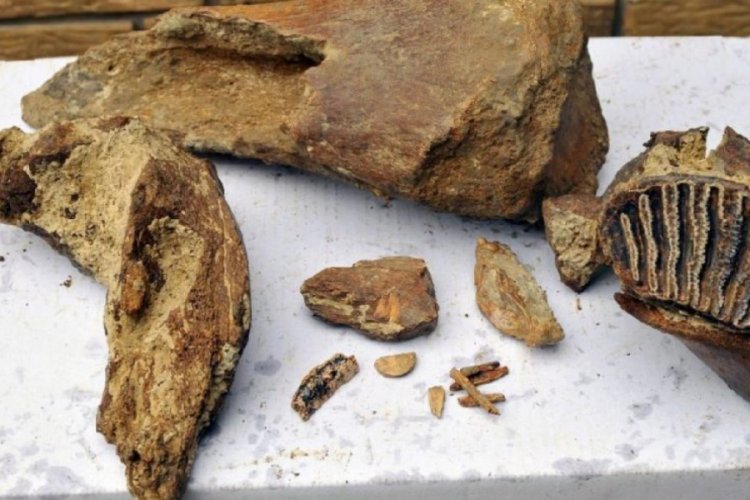 372 milyon yıllık fosil bulundu