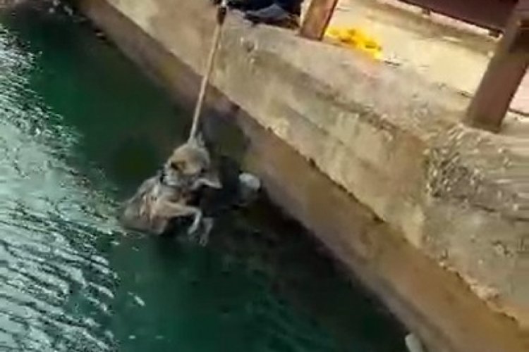 Sulama kanalına d&uuml;şen kurdu itfaiye kurtardı