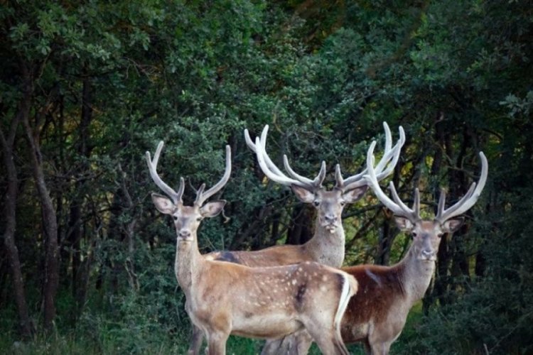 Avcı, avladığını zannettiği geyik tarafından &ouml;ld&uuml;r&uuml;ld&uuml;