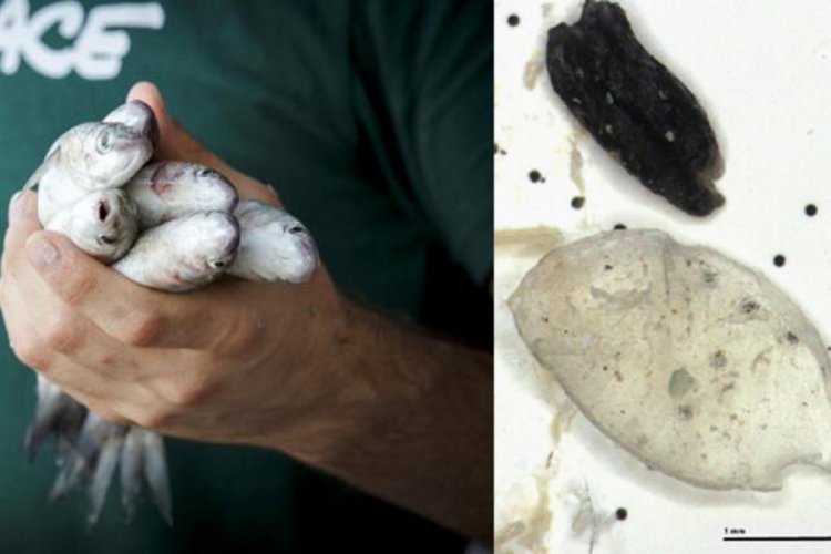 B&uuml;y&uuml;k tehlike! Y&uuml;zde 91'inde mikroplastik &ccedil;ıktı...