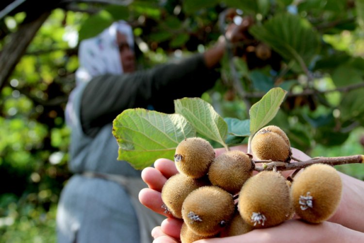 Kivi &uuml;reticilerine erken hasat uyarısı