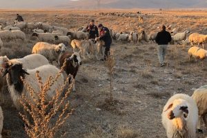 Kaybolan koyun s&uuml;r&uuml;s&uuml;n&uuml; jandarma buldu