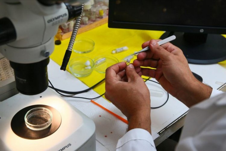 T&uuml;rk sularında 56 yeni canlı t&uuml;r&uuml; tespit edildi