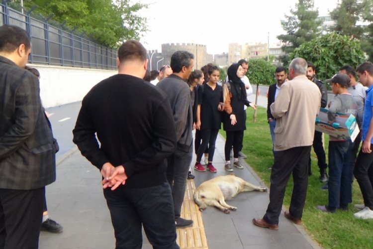 Duyarlı vatandaşlar yerde yatan k&ouml;peğin başından biran olsun ayrılmadı